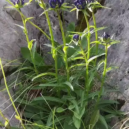 Foto von Kugelige Teufelskralle (Phyteuma orbiculare)