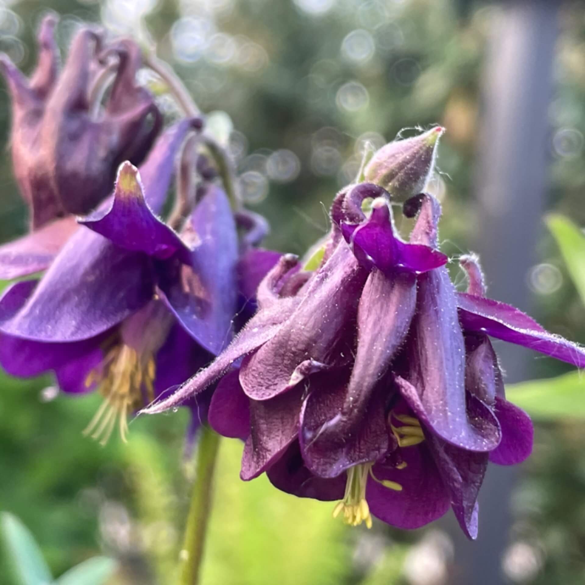 Schwarzviolette Akelei (Aquilegia atrata)