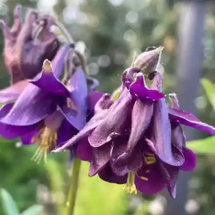 Foto von Schwarzviolette Akelei (Aquilegia atrata)