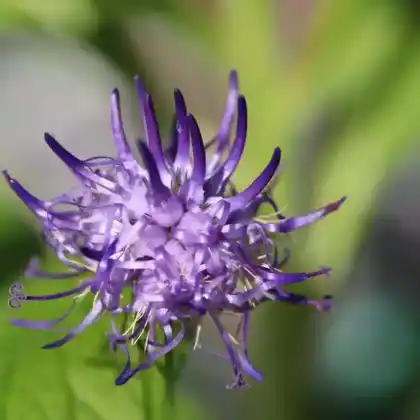 Foto von Scheuchzer-Teufelskralle (Phyteuma scheuchzeri)