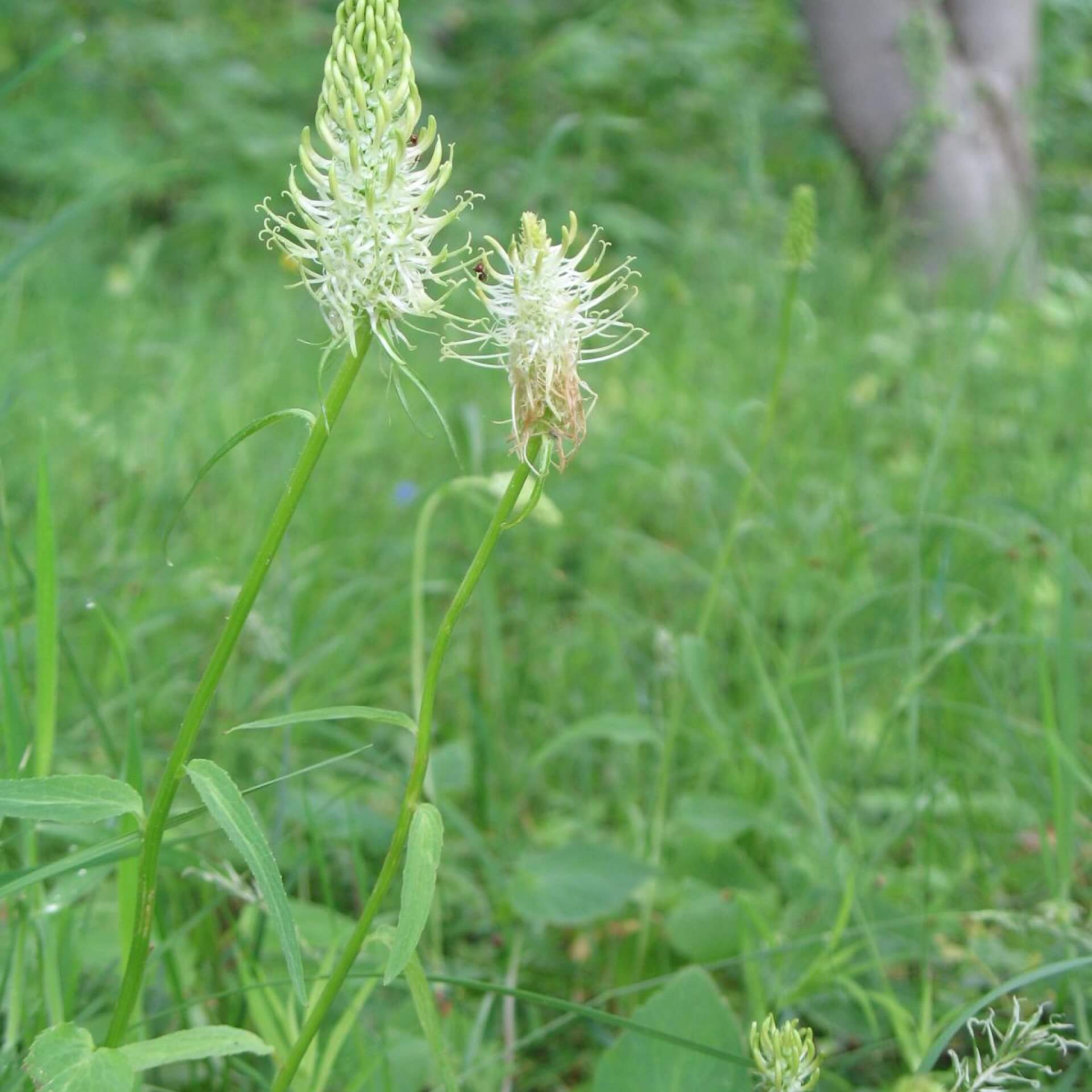 Weiße Teufelskralle (Phyteuma spicatum)