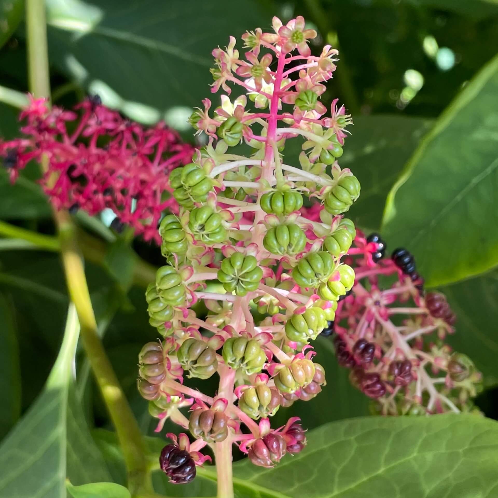 Indische Kermesbeere (Phytolacca acinosa)