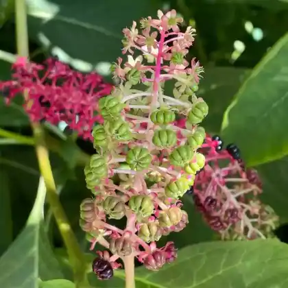 Foto von Indische Kermesbeere (Phytolacca acinosa)