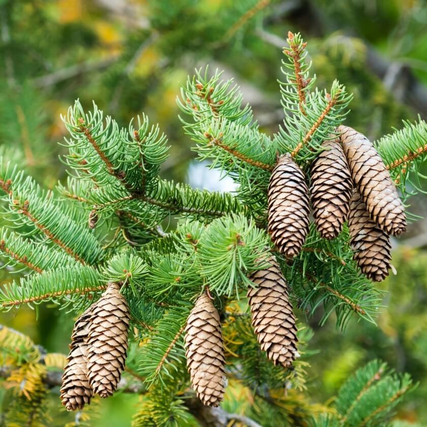 Gewöhnliche Fichte / Picea abies
