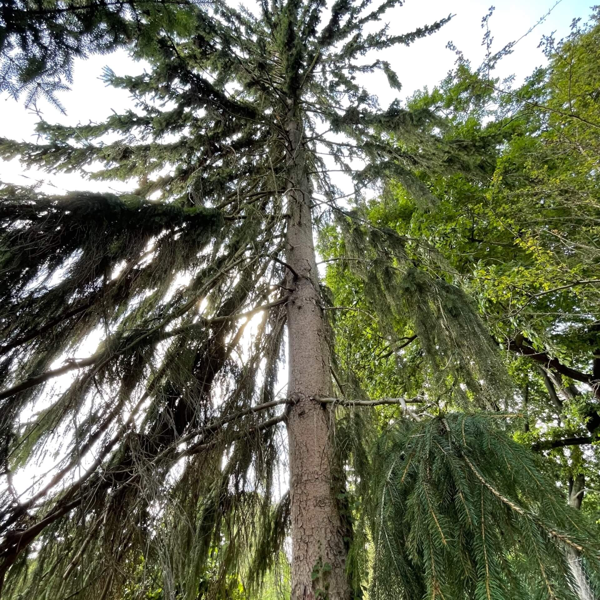 Gewöhnliche Fichte (Picea abies)