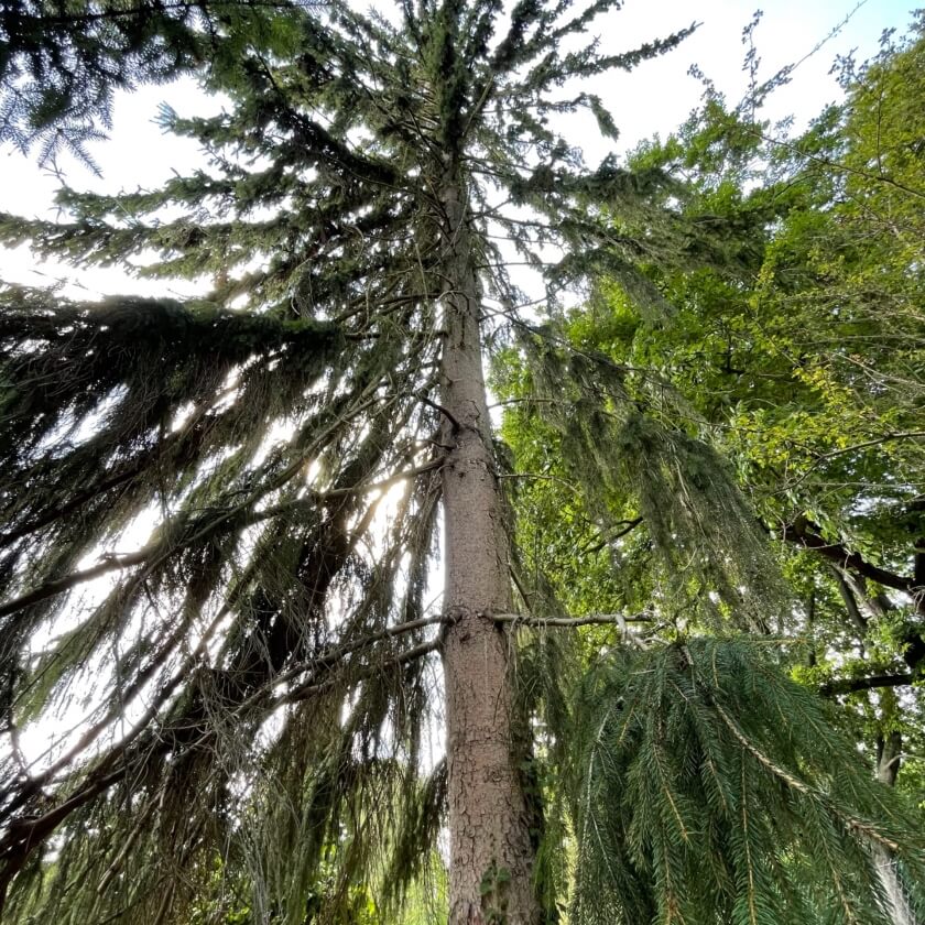 Gewöhnliche Fichte / Picea abies