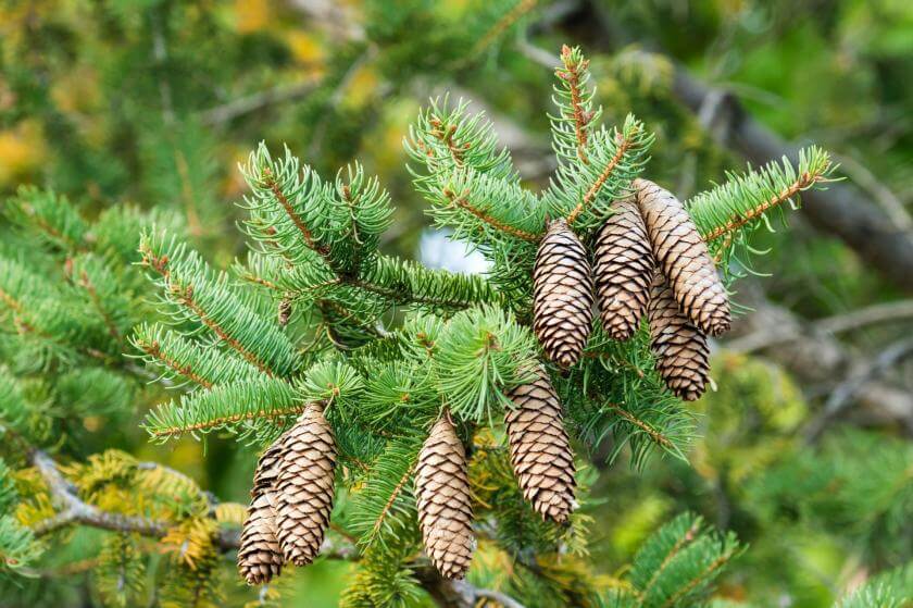 Gewöhnliche Fichte / Picea abies