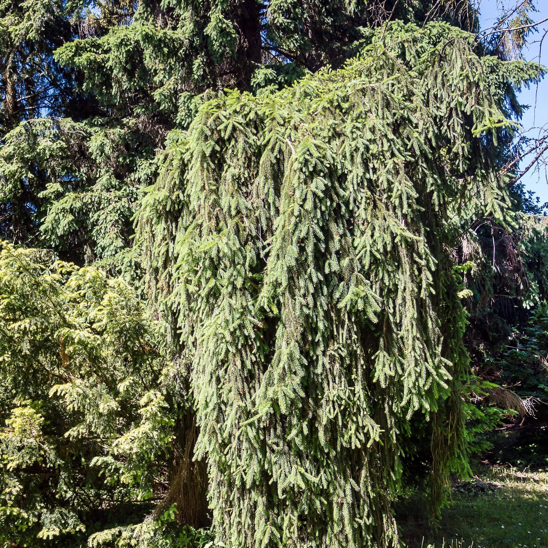 Hänge-Fichte (Picea abies 'Inversa')