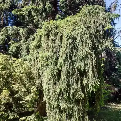 Foto von Hänge-Fichte (Picea abies 'Inversa')