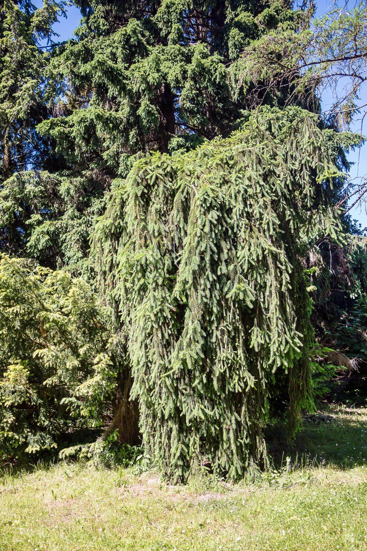 HängeFichte / Picea abies 'Inversa'