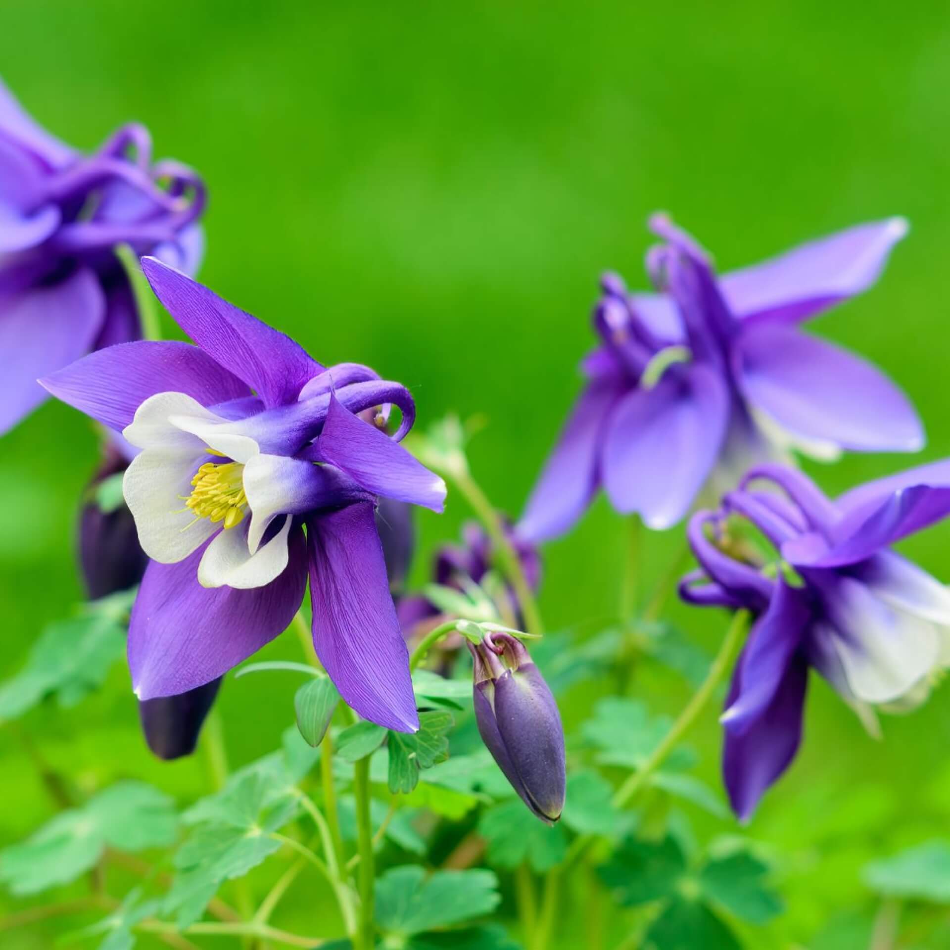 Rocky-Mountains-Akelei (Aquilegia caerulea)