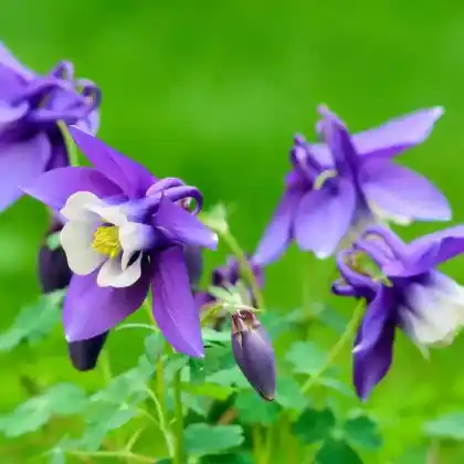 Foto von Rocky-Mountains-Akelei (Aquilegia caerulea)
