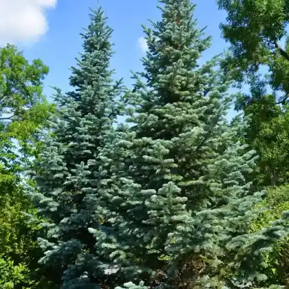 Foto von Weiß-Fichte (Picea glauca)