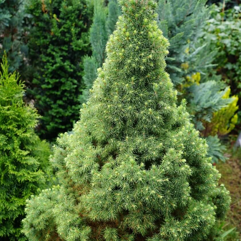ZuckerhutFichte / Picea glauca 'Conica'