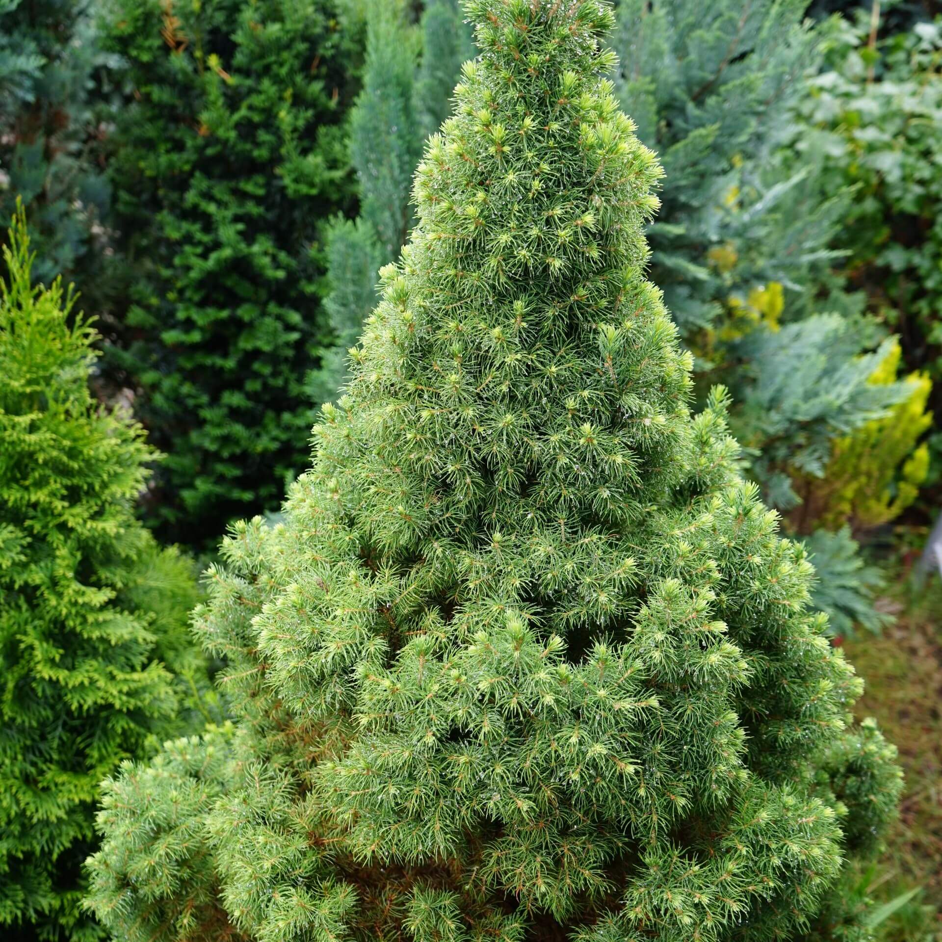Zuckerhut-Fichte (Picea glauca 'Conica')