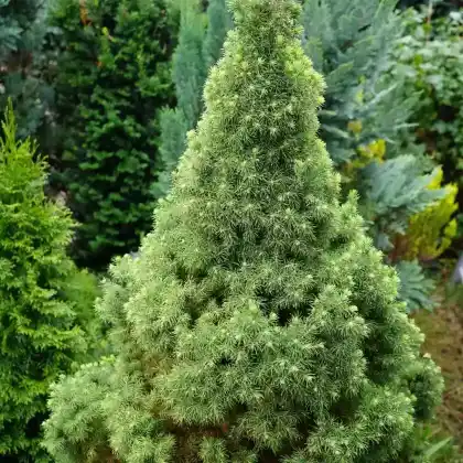 Foto von Zuckerhut-Fichte (Picea glauca 'Conica')