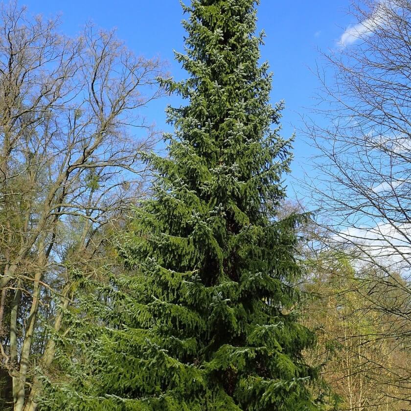 Serbische Fichte Expertenwissen für den Garten