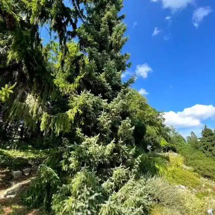 Foto von Serbische Fichte (Picea omorika)