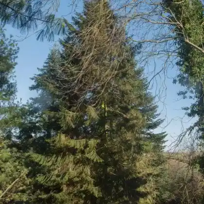 Foto von Kaukasus-Fichte (Picea orientalis)