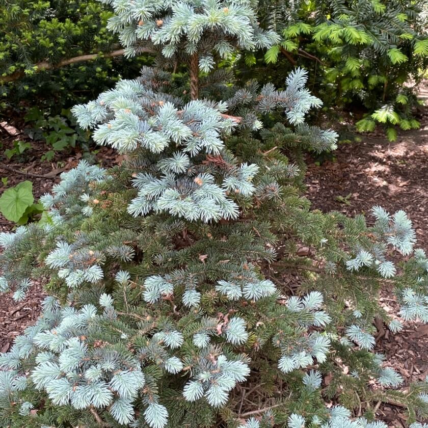 Blaue StechFichte / Picea pungens 'Glauca'
