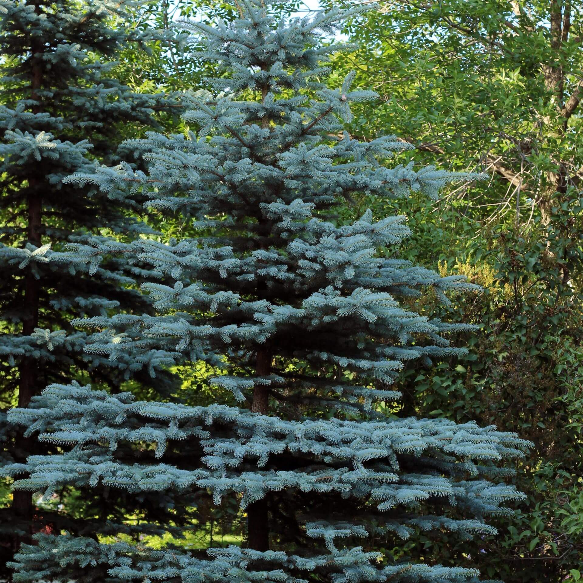 Blaue Stech-Fichte (Picea pungens 'Glauca')