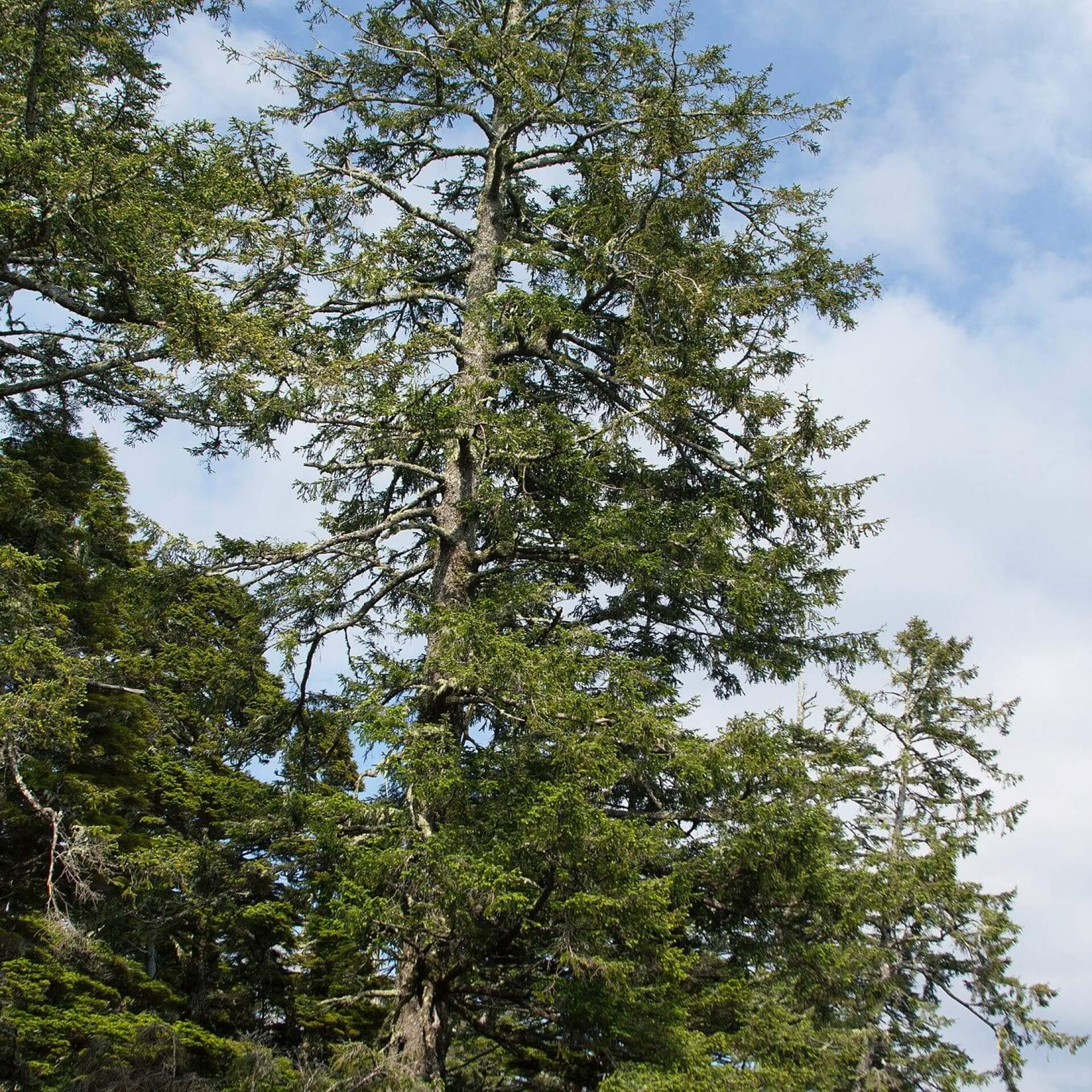 Sitka-Fichte (Picea sitchensis)