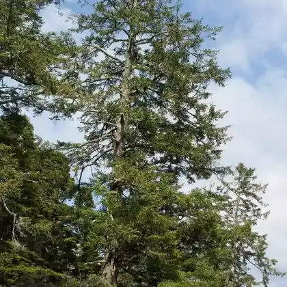 Foto von Sitka-Fichte (Picea sitchensis)