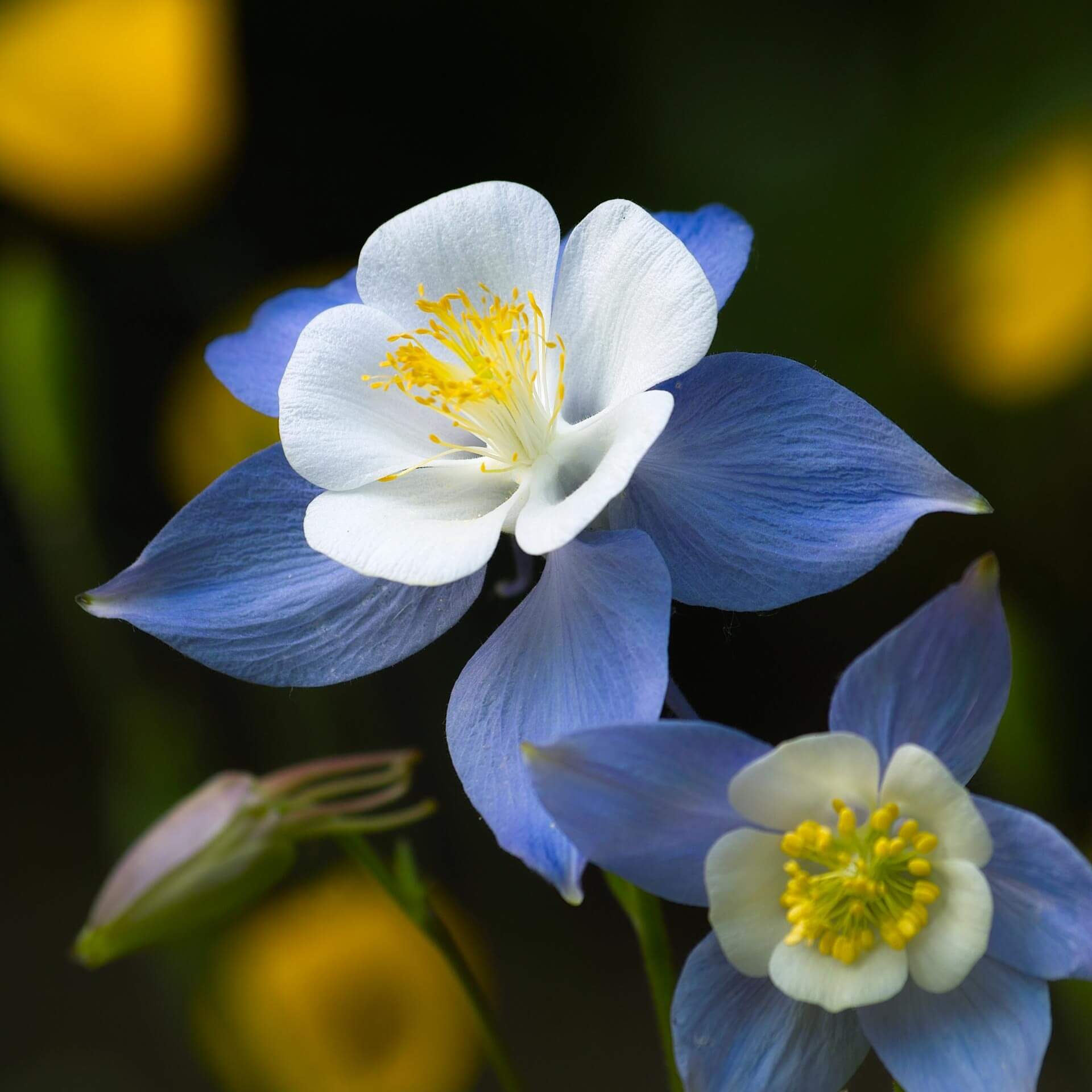 Akelei 'Blue Star' (Aquilegia caerulea 'Blue Star')