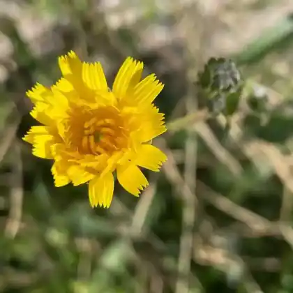 Foto von Gewöhnliches Bitterkraut (Picris hieracioides)