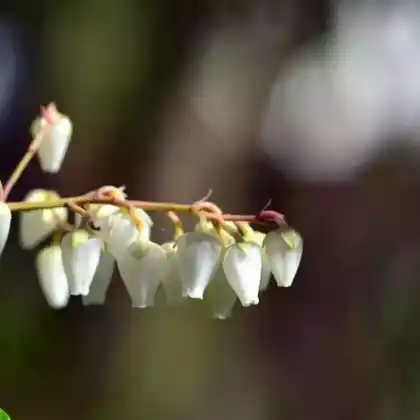 Foto von Vielblütige Lavendelheide (Pieris floribunda)