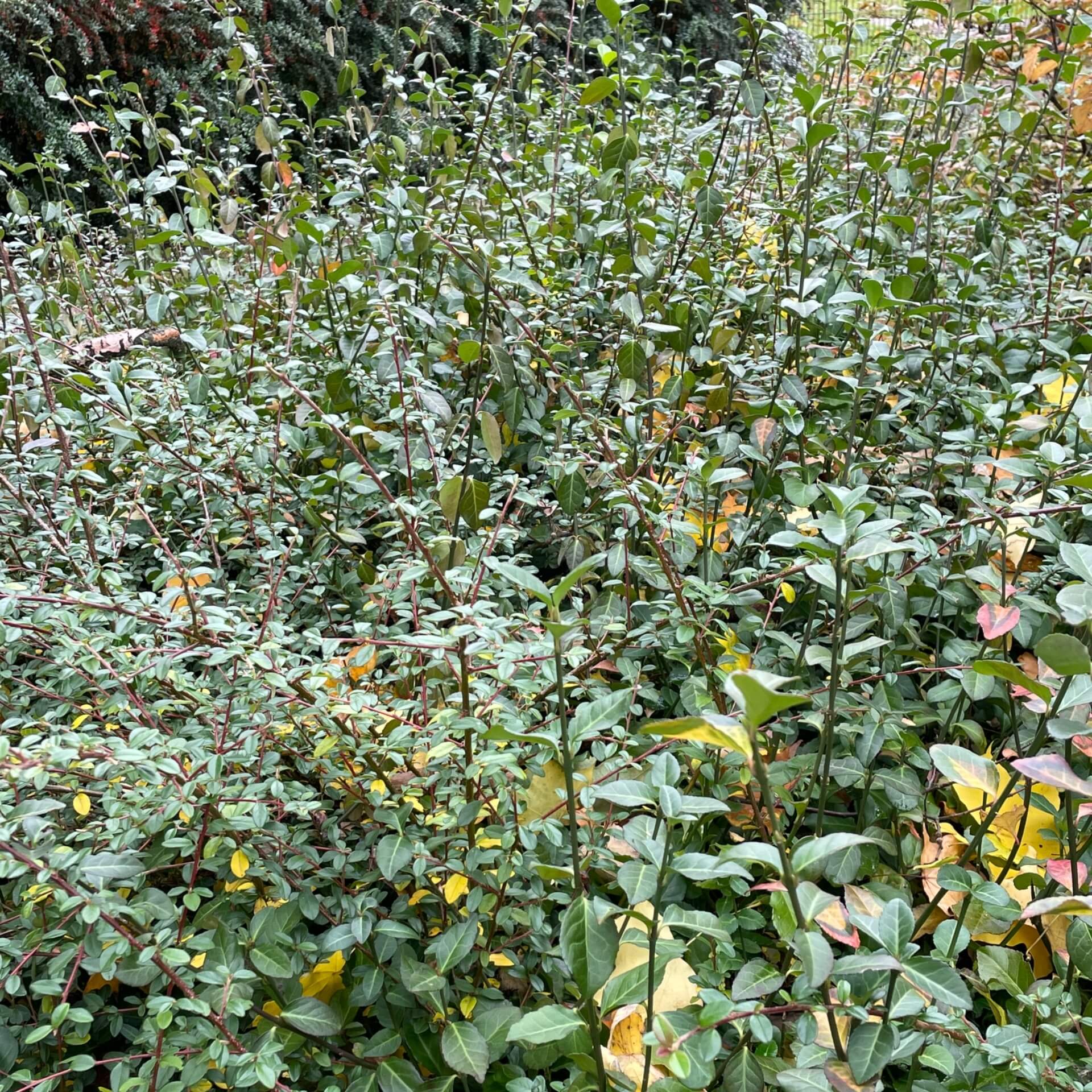 Japanische Lavendelheide (Pieris japonica)