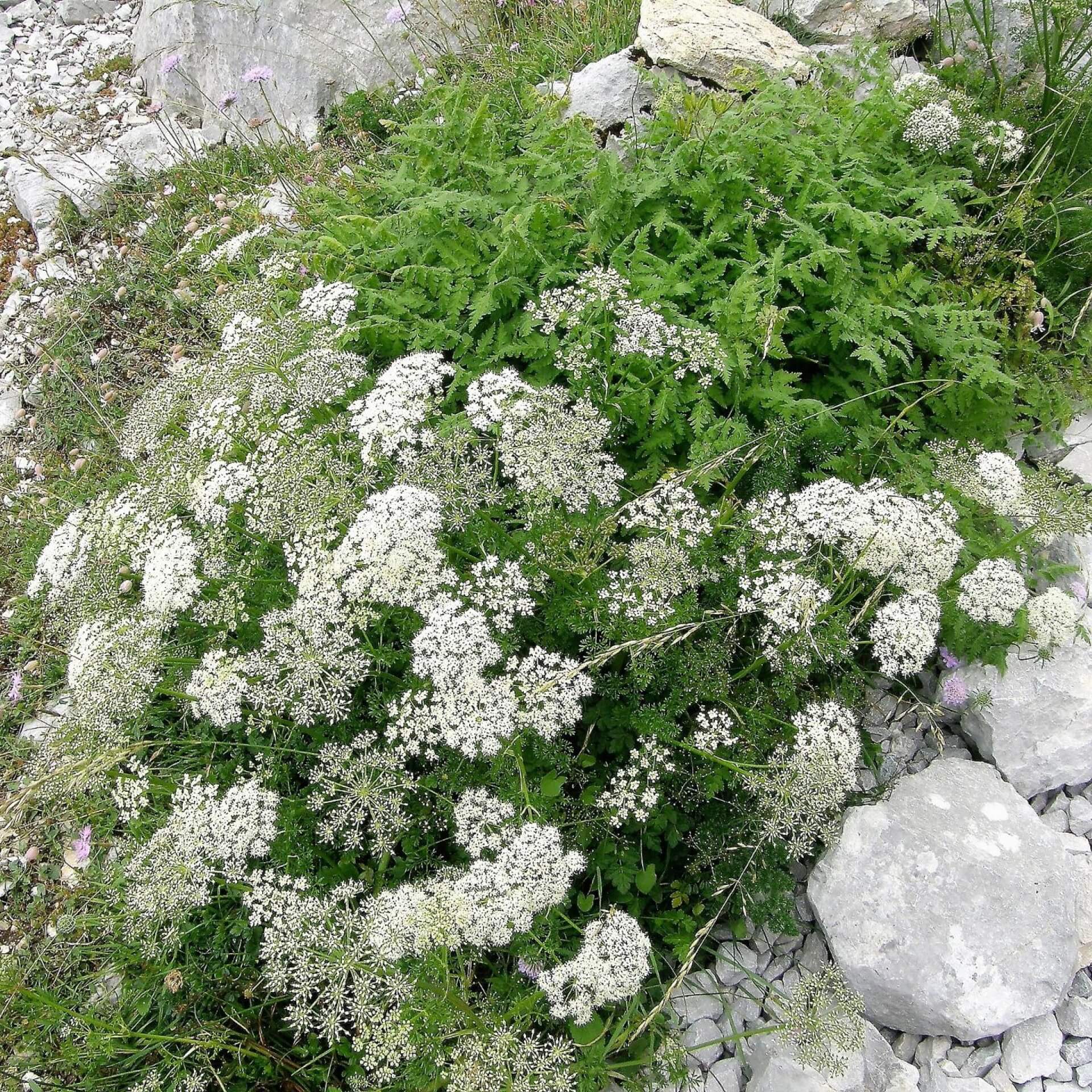 Anis (Pimpinella anisum)