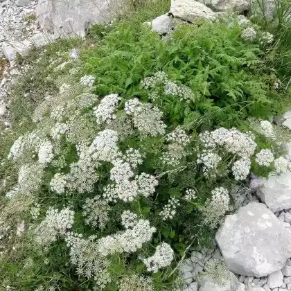 Foto von Anis (Pimpinella anisum)