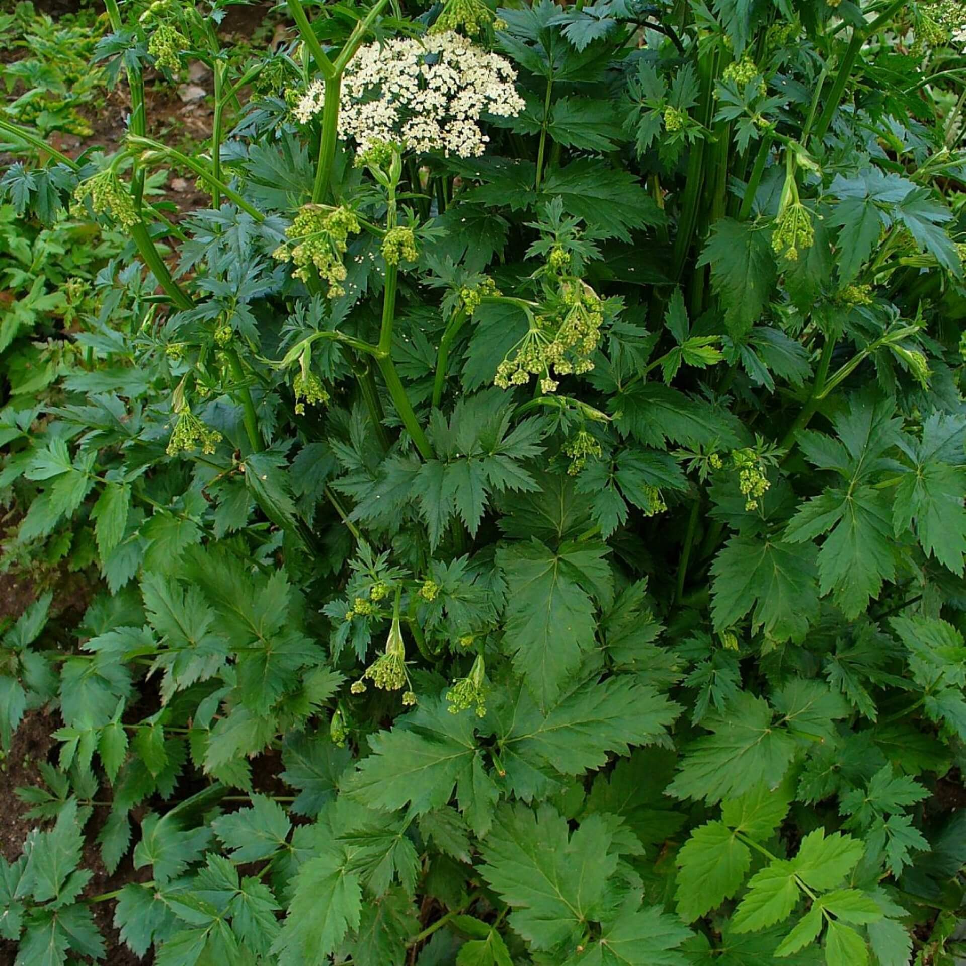 Große Pimpinelle (Pimpinella major)