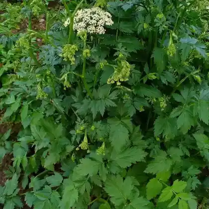 Foto von Große Pimpinelle (Pimpinella major)