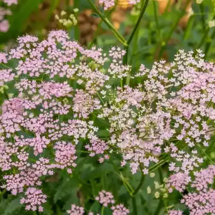 Foto von Große Pimpinelle 'Rosea' (Pimpinella major 'Rosea')