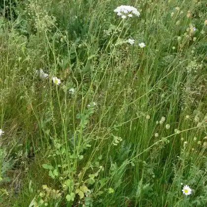 Foto von Fremde Bibernelle (Pimpinella peregrina)
