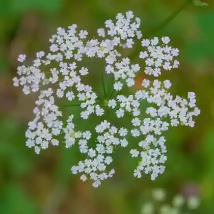 Foto von Kleine Pimpinelle (Pimpinella saxifraga)