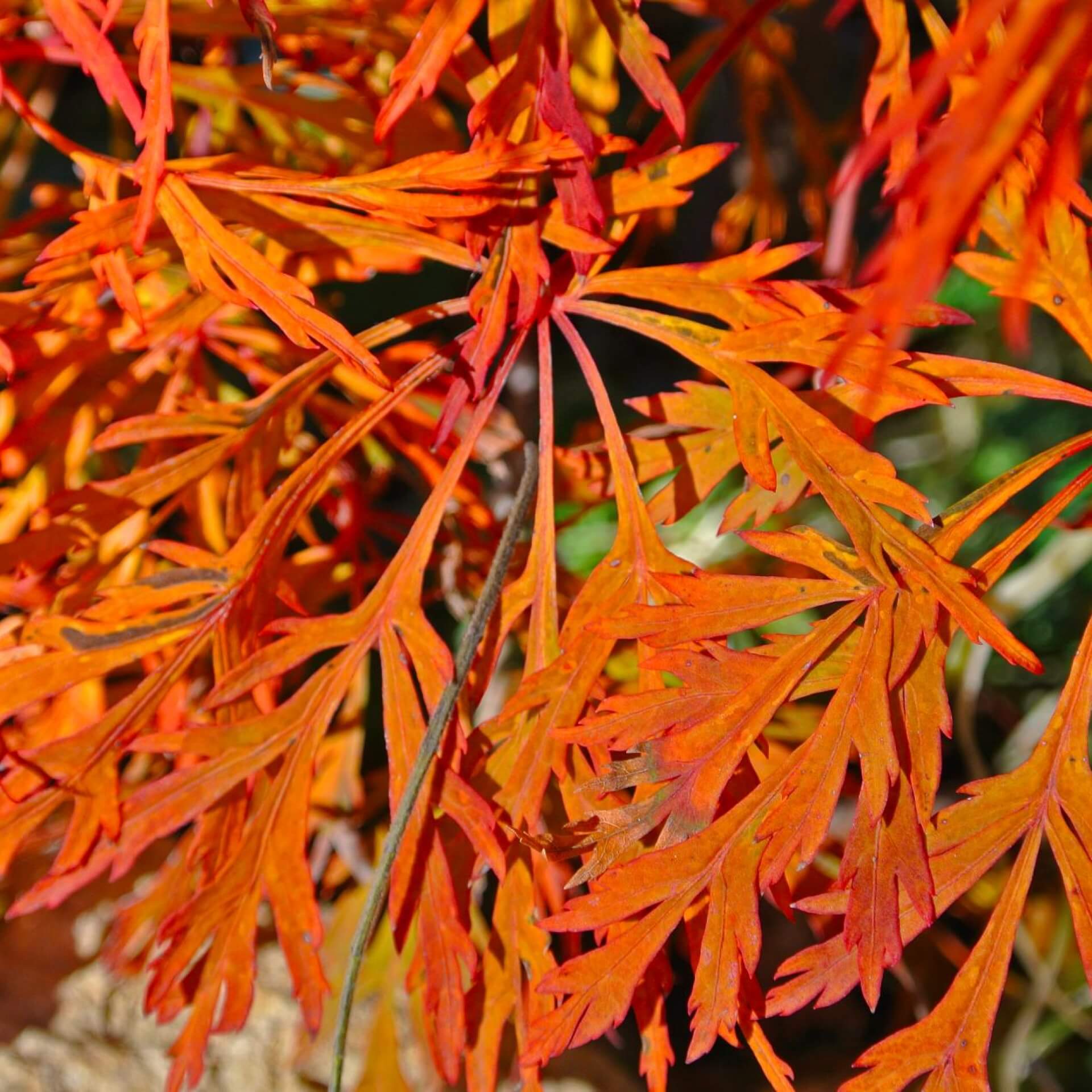 Japanischer Ahorn 'Green Cascade' (Acer japonicum 'Green Cascade')