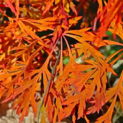Foto von Japanischer Ahorn 'Green Cascade' (Acer japonicum 'Green Cascade')