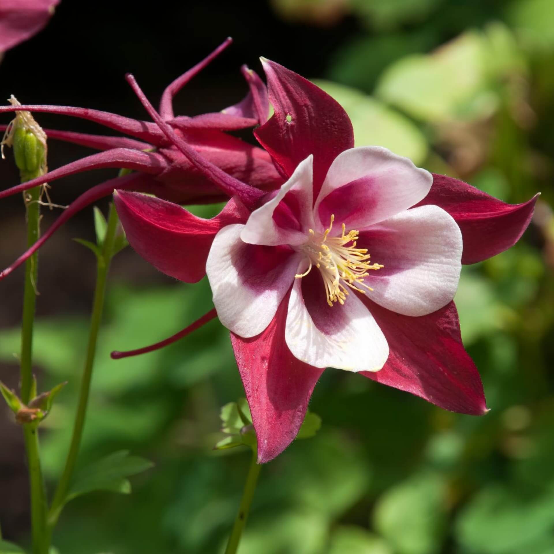 Akelei 'Crimson Star' (Aquilegia caerulea 'Crimson Star')