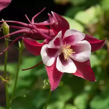 Foto von Akelei 'Crimson Star' (Aquilegia caerulea 'Crimson Star')