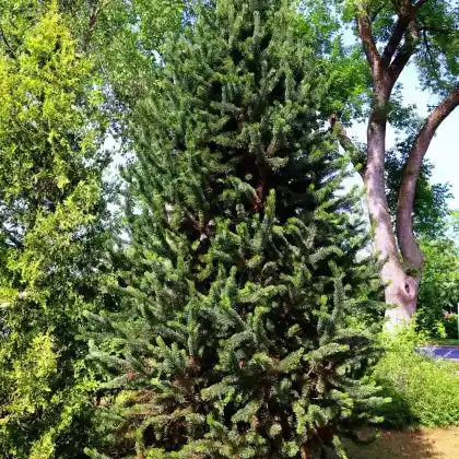 Foto von Grannen-Kiefer (Pinus aristata)