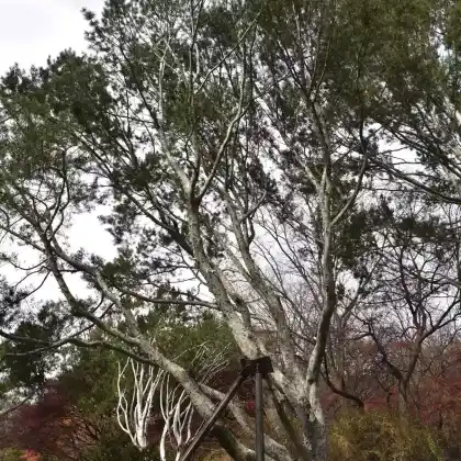 Foto von Tempel-Kiefer (Pinus bungeana)