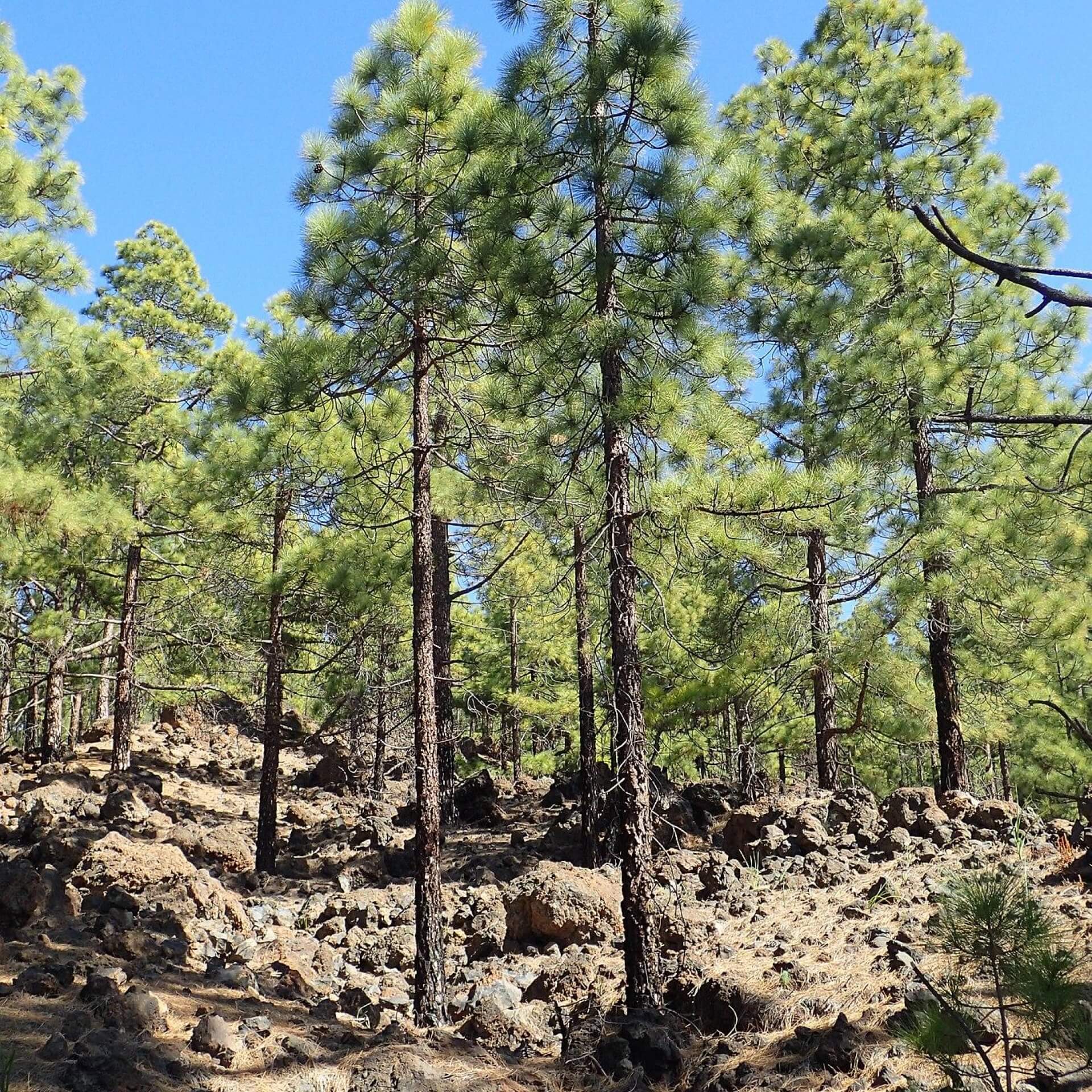 Kanarische Kiefer (Pinus canariensis)