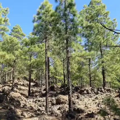 Foto von Kanarische Kiefer (Pinus canariensis)