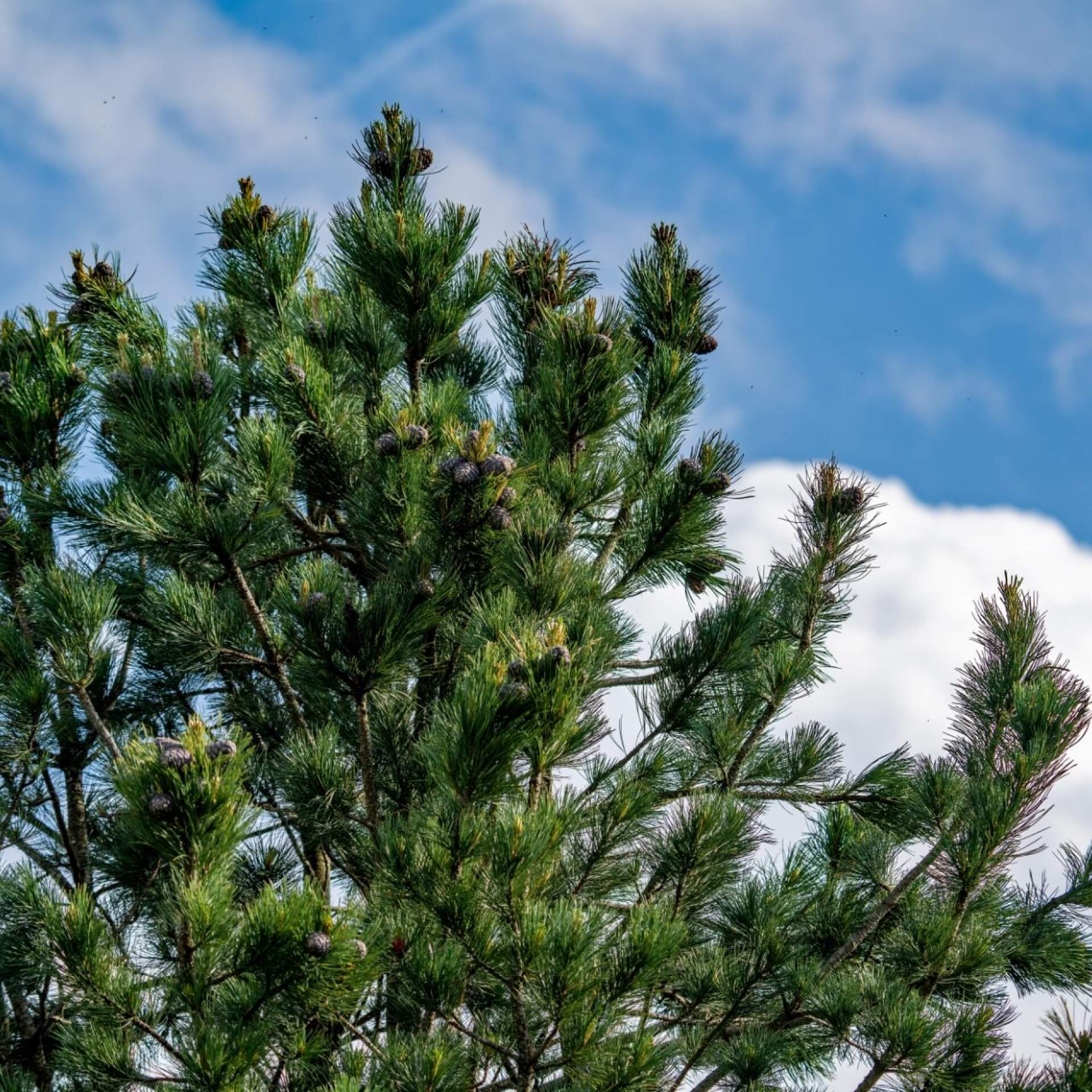 Zirbel-Kiefer (Pinus cembra)