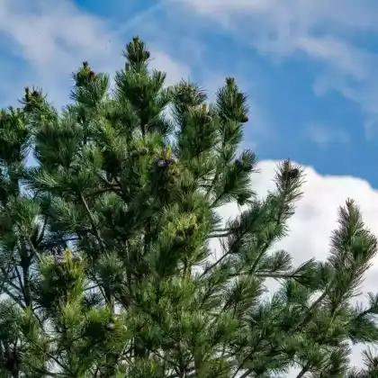Foto von Zirbel-Kiefer (Pinus cembra)