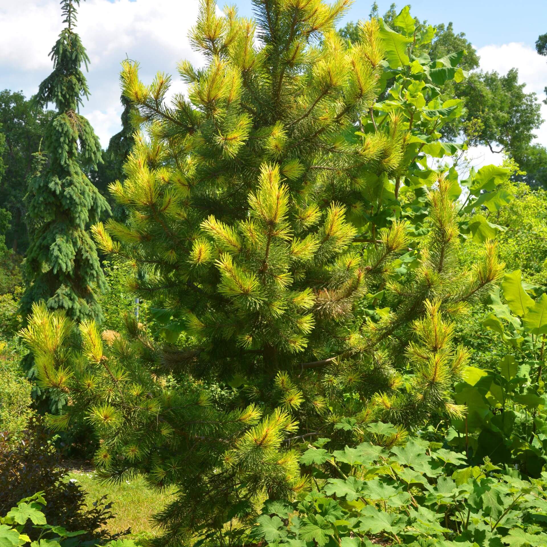 Dreh-Kiefer (Pinus contorta)