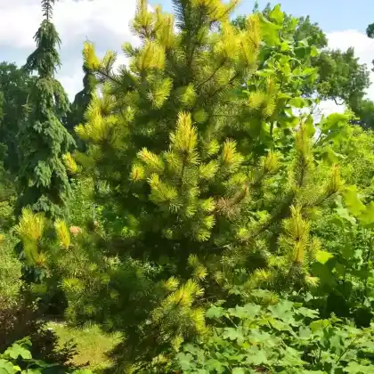 Foto von Dreh-Kiefer (Pinus contorta)